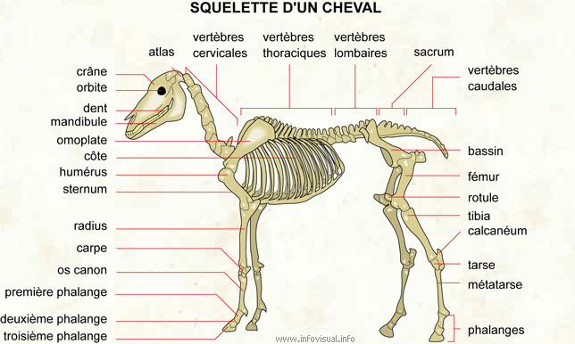 Squelette d'un cheval (Dictionnaire Visuel)